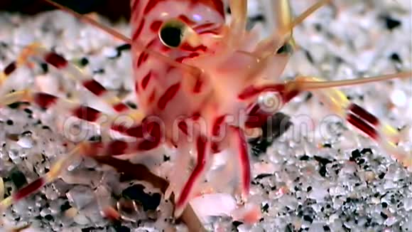 红虾蒙面寻找食物海底白海俄罗斯视频的预览图