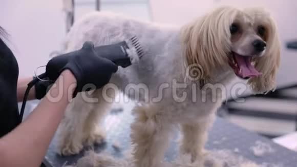 宠物美容沙龙中的狗用修剪器剪发视频的预览图