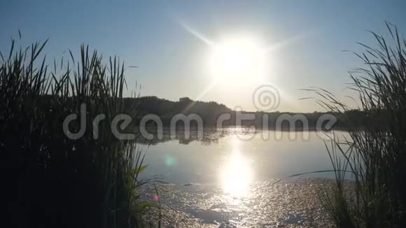 池塘有芦苇自然野落日景观阳光芦苇湖生活方式自然俄罗斯视频的预览图