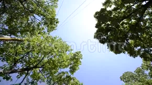 美丽的树顶在明亮的蓝天上视频的预览图