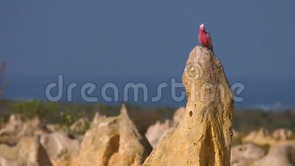 伽拉鸟在石灰岩上视频的预览图