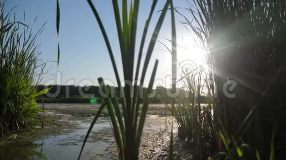 池塘与芦苇自然野生生活方式日落景观阳光有芦苇的湖是俄罗斯的自然湖面日落视频的预览图