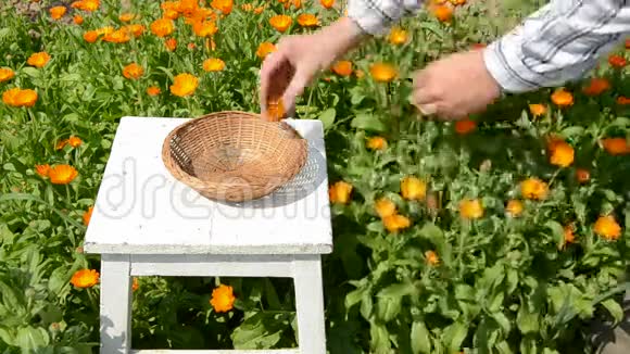 金盏花在夏天的花园里开花视频的预览图