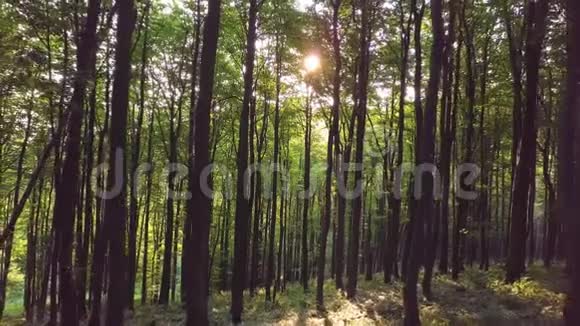 绿林中的阳光视频的预览图