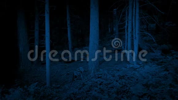穿越黑暗中的林地视频的预览图