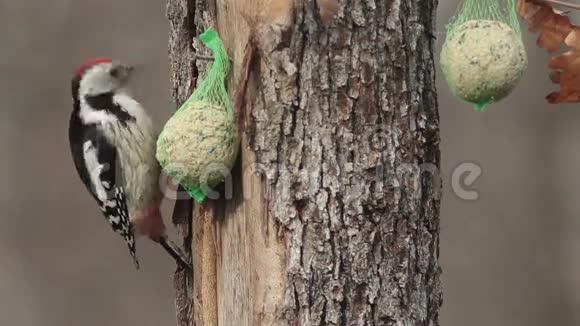中间斑点啄木鸟用种子和培根喂养视频的预览图