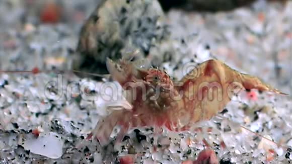 红虾蒙面寻找食物海底白海俄罗斯视频的预览图