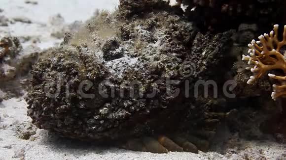 水下干净的海底中的狮子鱼蝎子鱼视频的预览图