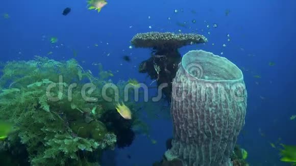 蓝色海洋中坚硬的石珊瑚和五颜六色的鱼视频的预览图