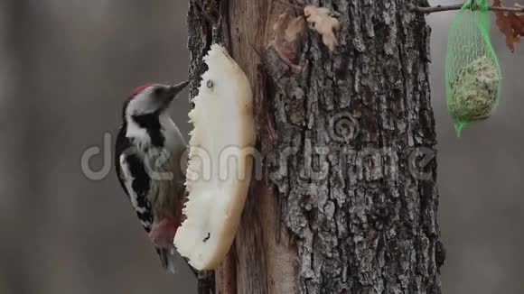 中间斑点啄木鸟用种子和培根喂养视频的预览图
