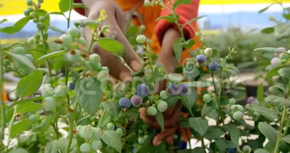 蓝莓农场4k采摘蓝莓的工人视频的预览图
