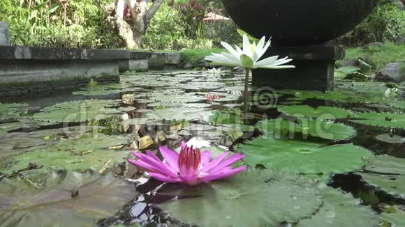 粉红色和白色莲花在水库中显露出来视频的预览图