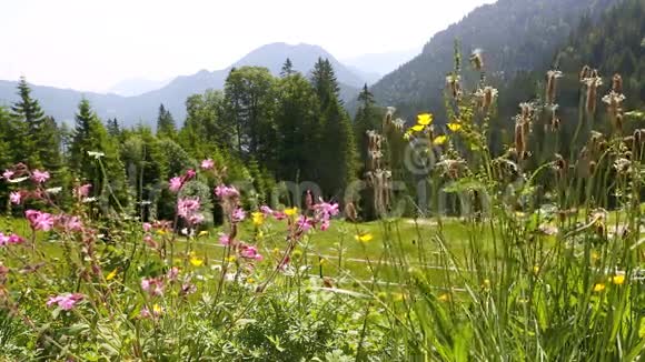 德国巴伐利亚阿尔卑斯山阳光明媚的山景视频的预览图