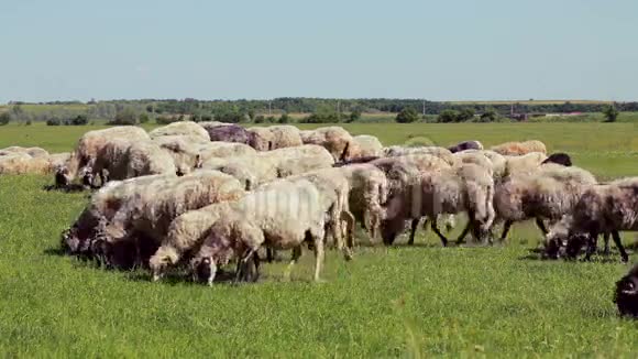 夏天在牧场放羊视频的预览图