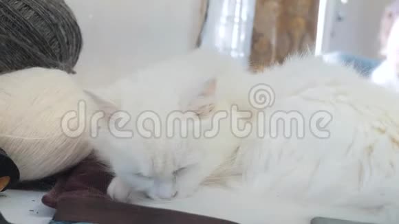 老白猫睡觉的生活方式在桌子旁边的球编织坐在旁边的老白猫视频的预览图