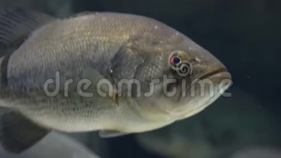 野生鱼类海洋生物视频的预览图