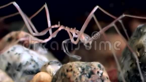 海洋蜘蛛在白海黑底海底的水下活动视频的预览图