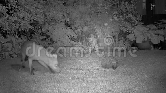 晚上在城市花园里放狐狸和刺猬视频的预览图