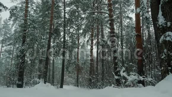 冬天的森林在寒冷的一天视频的预览图