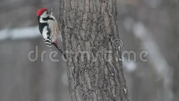 冬季山林中的斑点啄木鸟视频的预览图