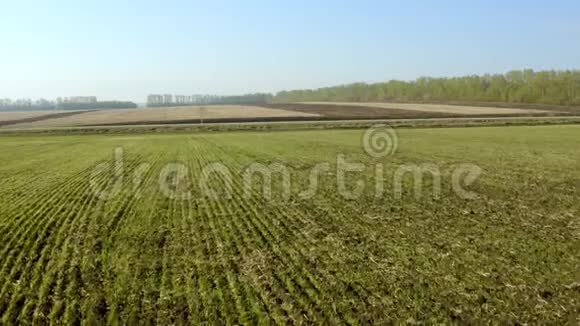 春季大豆田间成熟的空中拍摄农业景观4K视频的预览图