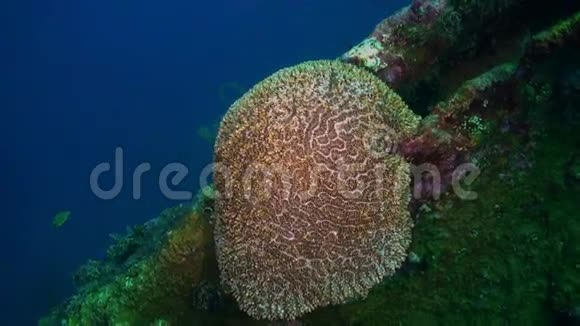 蓝色海洋中坚硬的石珊瑚和五颜六色的鱼视频的预览图