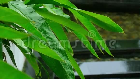 热带植物在雨中的叶子视频的预览图