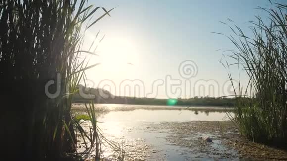 池塘有芦苇自然野日落景观阳光有芦苇的湖俄罗斯的自然生活方式湖面日落视频的预览图