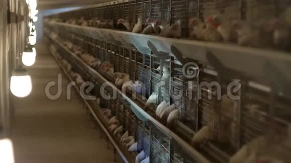 饲养肉鸡和鸡肉鸡在棚子里坐在栅栏后面家禽屋农业视频的预览图
