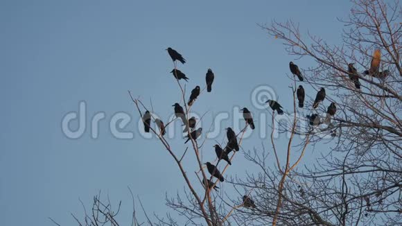 一群乌鸦鸟坐在一棵树上干树枝上秋天的树乌鸦鸟视频的预览图