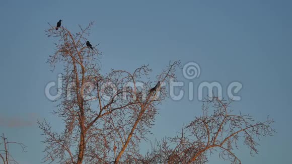 一群乌鸦鸟坐在一棵干燥的树枝上乌鸦鸟秋天视频的预览图