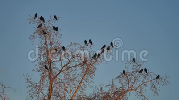 一群乌鸦鸟坐在一棵干燥的树枝上乌鸦鸟秋鸟视频的预览图