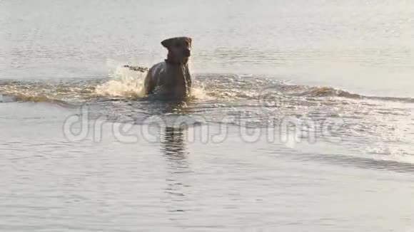 可爱的狗在湖里跑步一只湿狗视频的预览图