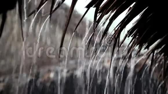 热带倾盆大雨视频的预览图