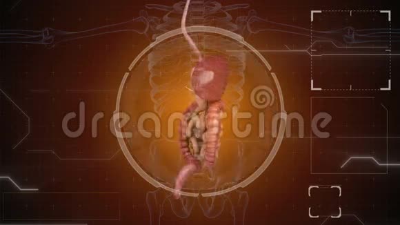 消化系统肠道在HUD未来背景视频的预览图