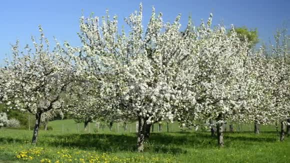 苹果花在德国的种植园在伊斯林根与著名的山丘霍恩斯托芬视频的预览图