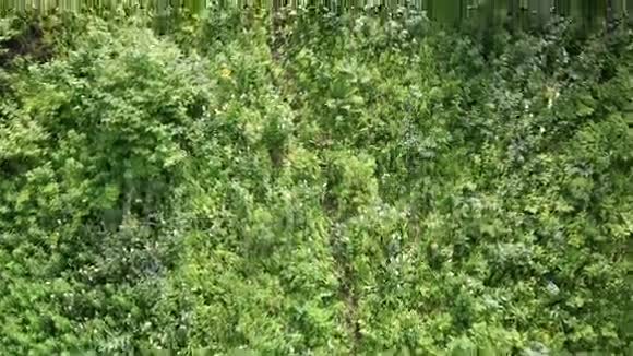 浅辛玉哈山山坡上美丽的植被视频的预览图