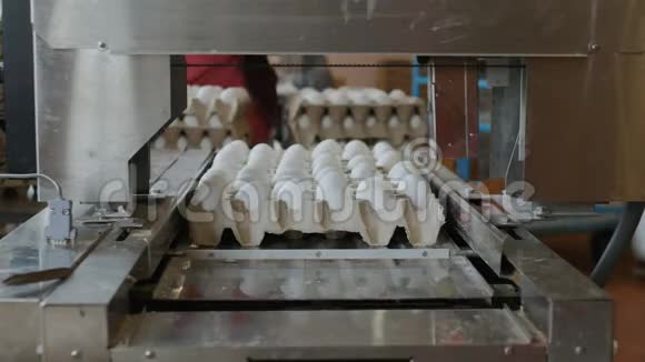 自动装置在家禽养殖场标记母鸡蛋视频的预览图