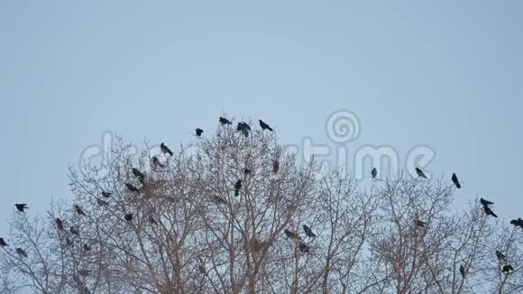 一群乌鸦在秋天坐在一棵树干树枝上乌鸦鸟视频的预览图