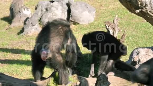 西班牙巴伦西亚市动物园的猴子家族视频的预览图