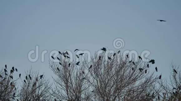 一群乌鸦鸟坐在一棵树上秋天树干的树枝上乌鸦鸟视频的预览图