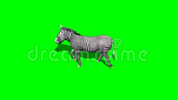 斑马带着绿屏走路视频的预览图