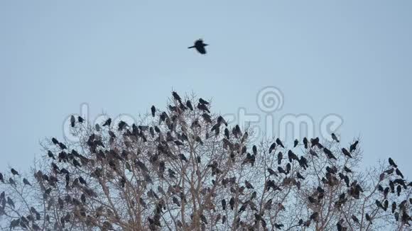 一群乌鸦坐在一棵秋天的树干树枝上乌鸦成群视频的预览图