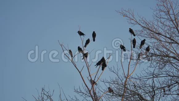 一群乌鸦坐在一棵树上秋天干燥的树枝上乌鸦鸟视频的预览图