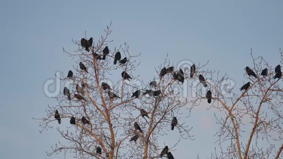 一群乌鸦群乌鸦坐在一棵干燥的树枝上乌鸦鸟视频的预览图