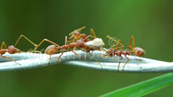蚂蚁用电线运送食物视频的预览图