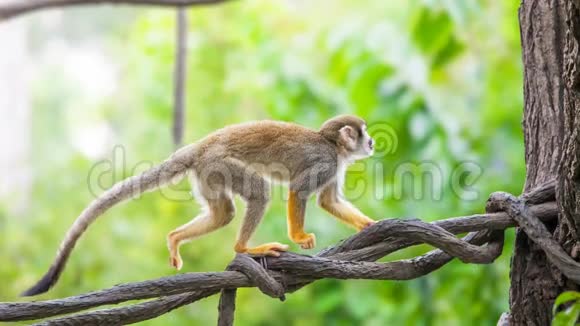 松鼠猴在自然栖息地视频的预览图
