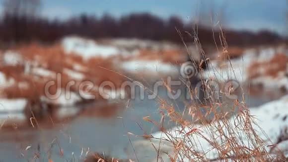 冬天的河流和干涸的草地视频的预览图