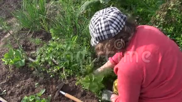 农妇在花园里除草草莓植物季节性工作视频的预览图