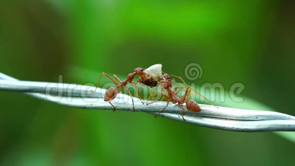 蚂蚁用电线运送食物视频的预览图